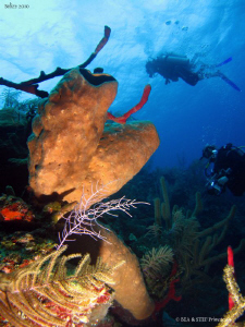 Sponge. Turneffe atoll, Belize. Canon Ixus 980, WA20 Ikel... by Bea & Stef Primatesta 